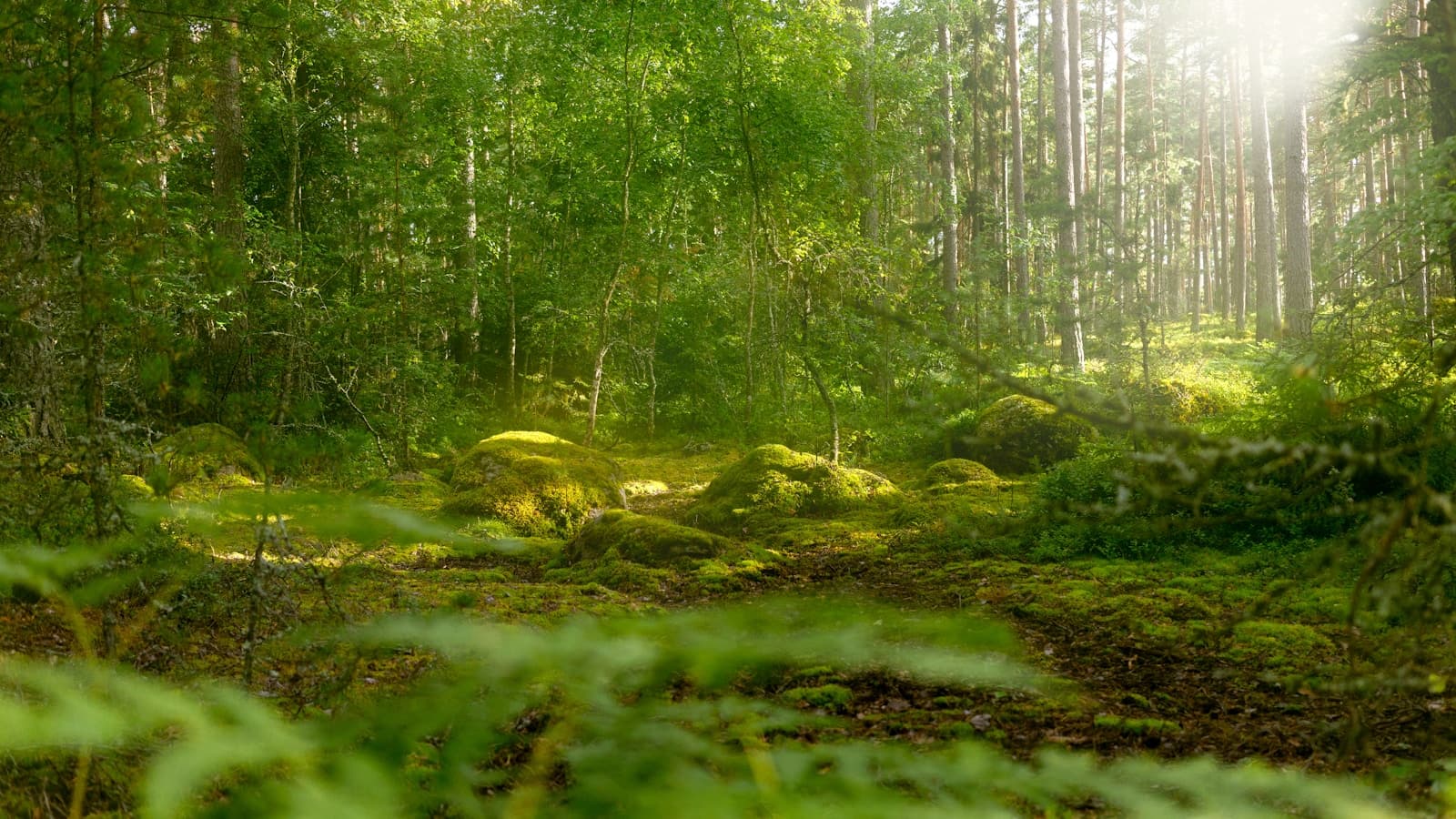 Sunlight through a dense forest